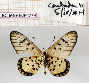  ( - BC-MNHNJP1274)  @11 [ ] Copyright (2021) Dominique BERNAUD Museum national d'Histoire naturelle