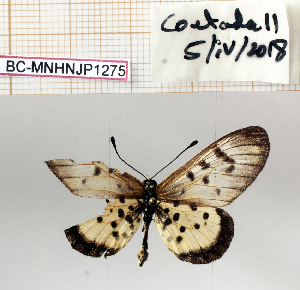  (Acraea ochracea - BC-MNHNJP1275)  @11 [ ] Copyright (2021) Dominique BERNAUD Museum national d'Histoire naturelle