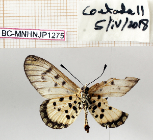  (Acraea nohara - BC-MNHNJP1275)  @11 [ ] Copyright (2021) Dominique BERNAUD Museum national d'Histoire naturelle