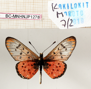  ( - BC-MNHNJP1278)  @11 [ ] Copyright (2021) Dominique BERNAUD Museum national d'Histoire naturelle