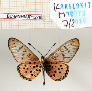  ( - BC-MNHNJP1278)  @11 [ ] Copyright (2021) Dominique BERNAUD Museum national d'Histoire naturelle