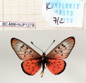  ( - BC-MNHNJP1279)  @11 [ ] Copyright (2021) Dominique BERNAUD Museum national d'Histoire naturelle