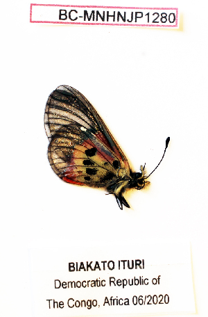  (Acraea hamata batangi - BC-MNHNJP1280)  @11 [ ] Copyright (2021) Dominique BERNAUD Museum national d'Histoire naturelle