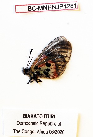  (Acraea hamata - BC-MNHNJP1281)  @11 [ ] Copyright (2021) Dominique BERNAUD Museum national d'Histoire naturelle