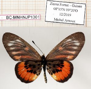  ( - BC-MNHNJP1301)  @11 [ ] Copyright (2021) Dominique BERNAUD Museum national d'Histoire naturelle