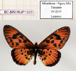  (Acraea petraea - BC-MNHNJP1302)  @11 [ ] Copyright (2021) Dominique BERNAUD Museum national d'Histoire naturelle