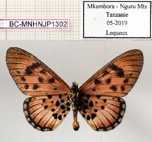  ( - BC-MNHNJP1302)  @11 [ ] Copyright (2021) Dominique BERNAUD Museum national d'Histoire naturelle