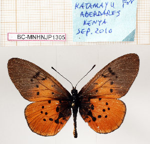  (Acraea asboloplintha - BC-MNHNJP1305)  @11 [ ] Copyright (2021) Dominique BERNAUD Museum national d'Histoire naturelle
