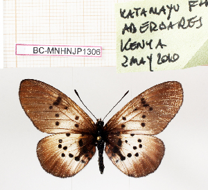 ( - BC-MNHNJP1306)  @11 [ ] Copyright (2021) Dominique BERNAUD Museum national d'Histoire naturelle