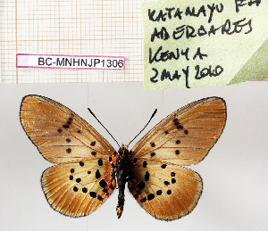  (Acraea asboloplintha - BC-MNHNJP1306)  @11 [ ] Copyright (2021) Dominique BERNAUD Museum national d'Histoire naturelle