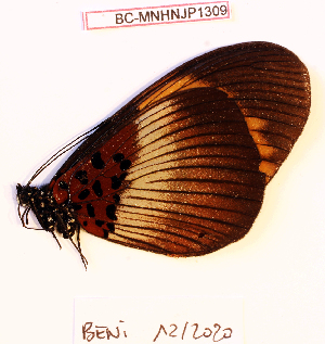  ( - BC-MNHNJP1309)  @11 [ ] Copyright (2021) Dominique BERNAUD Museum national d'Histoire naturelle