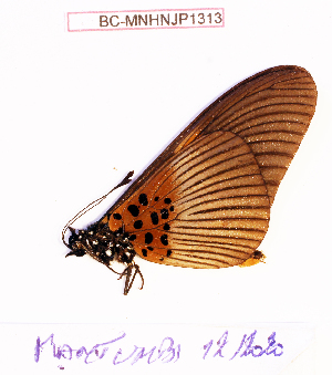  (Acraea macarioides - BC-MNHNJP1313)  @11 [ ] Copyright (2021) Dominique BERNAUD Museum national d'Histoire naturelle