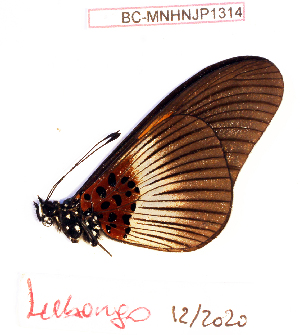  (Acraea hemileuca - BC-MNHNJP1314)  @11 [ ] Copyright (2021) Dominique BERNAUD Museum national d'Histoire naturelle
