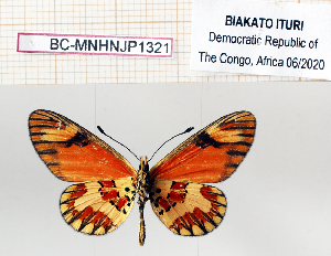  ( - BC-MNHNJP1321)  @11 [ ] Copyright (2021) Dominique BERNAUD Museum national d'Histoire naturelle