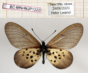  (Acraea eugenia - BC-MNHNJP1322)  @11 [ ] Copyright (2021) Dominique BERNAUD Museum national d'Histoire naturelle