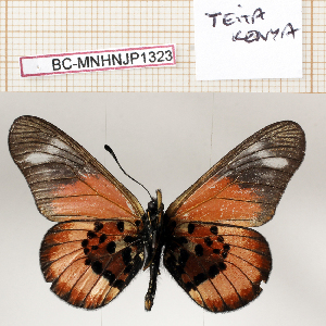  (Acraea baxteri - BC-MNHNJP1323)  @11 [ ] Copyright (2021) Dominique BERNAUD Museum national d'Histoire naturelle