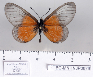  (Acraea unimaculata - BC-MNHNJP0676)  @14 [ ] Copyright (2011) Dominique Bernaud Research Collection of Dominique Bernaud
