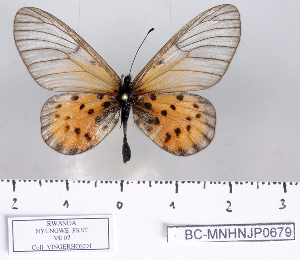  (Acraea kalinzu - BC-MNHNJP0679)  @14 [ ] Copyright (2011) Dominique Bernaud Research Collection of Dominique Bernaud