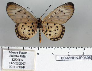  (Acraea oncaea shimba - BC-MNHNJP0698)  @13 [ ] Copyright (2011) Dominique Bernaud Research Collection of Dominique Bernaud