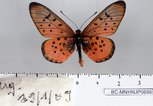  (Acraea oncaea - BC-MNHNJP0699)  @14 [ ] Copyright (2011) Dominique Bernaud Research Collection of Dominique Bernaud