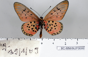  ( - BC-MNHNJP0699)  @13 [ ] Copyright (2011) Dominique Bernaud Research Collection of Dominique Bernaud