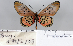  ( - BC-MNHNJP0700)  @13 [ ] Copyright (2011) Dominique Bernaud Research Collection of Dominique Bernaud