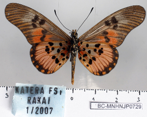  (Acraea perenna - BC-MNHNJP0729)  @14 [ ] Copyright (2011) Dominique Bernaud Research Collection of Dominique Bernaud