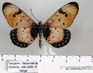  (Acraea pseudolycia - BC-MNHNJP0731)  @14 [ ] Copyright (2011) Dominique Bernaud Research Collection of Dominique Bernaud