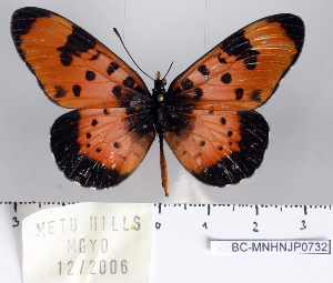  (Acraea pseudolycia - BC-MNHNJP0732)  @14 [ ] Copyright (2011) Dominique Bernaud Research Collection of Dominique Bernaud