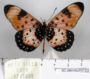  (Acraea pseudolycia - BC-MNHNJP0732)  @14 [ ] Copyright (2011) Dominique Bernaud Research Collection of Dominique Bernaud