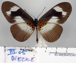  (Acraea epaea - BC-MNHNJP0740)  @14 [ ] Copyright (2011) Dominique Bernaud Research Collection of Dominique Bernaud