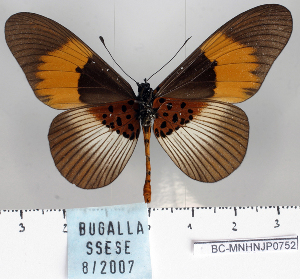  (Acraea macarista - BC-MNHNJP0752)  @15 [ ] Copyright (2011) Dominique Bernaud Research Collection of Dominique Bernaud