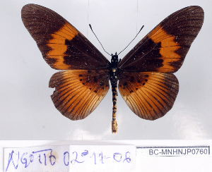  ( - BC-MNHNJP0760)  @12 [ ] Copyright (2011) Dominique Bernaud Research Collection of Dominique Bernaud