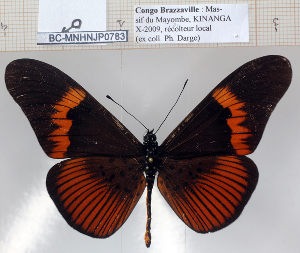  (Acraea elongata - BC-MNHNJP0783)  @15 [ ] Copyright (2011) Dominique Bernaud Research Collection of Dominique Bernaud
