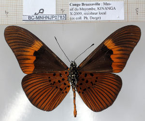  (Acraea elongata - BC-MNHNJP0783)  @15 [ ] Copyright (2011) Dominique Bernaud Research Collection of Dominique Bernaud