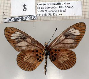  (Acraea servona - BC-MNHNJP0786)  @14 [ ] Copyright (2011) Dominique Bernaud Research Collection of Dominique Bernaud