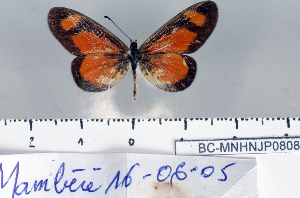  (Acraea lumiri - BC-MNHNJP0808)  @12 [ ] Copyright (2011) Dominique Bernaud Research Collection of Dominique Bernaud