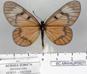  (Acraea zonata - BC-MNHNJP0827)  @14 [ ] Copyright (2011) Dominique Bernaud Research Collection of Dominique Bernaud