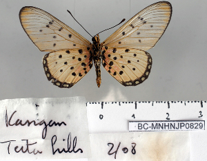  (Acraea equatorialis - BC-MNHNJP0829)  @13 [ ] Copyright (2011) Dominique Bernaud Research Collection of Dominique Bernaud