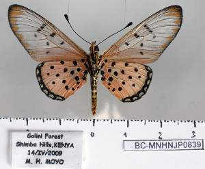  (Acraea braesia - BC-MNHNJP0839)  @14 [ ] Copyright (2011) Dominique Bernaud Research Collection of Dominique Bernaud