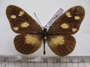 (Acraea lycoa - BC-MNHNJP0958)  @14 [ ] Copyright (2010) Jacques Pierre Museum National d`Histoire Naturelle, Paris