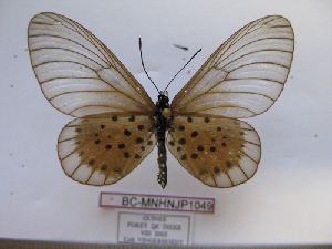  (Acraea quirina - BC-MNHNJP1049)  @14 [ ] Copyright (2010) Jacques Pierre Museum National d`Histoire Naturelle, Paris