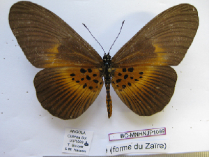  (Acraea vestalis - BC-MNHNJP1099)  @14 [ ] Copyright (2010) Jacques Pierre Museum National d`Histoire Naturelle, Paris