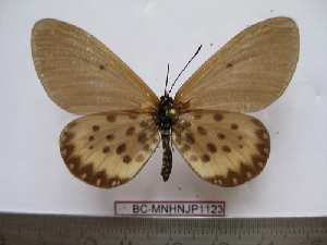  (Acraea camaena - BC-MNHNJP1123)  @11 [ ] Copyright (2010) Jacques Pierre Museum National d`Histoire Naturelle, Paris