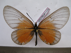  (Acraea unimaculata - BC-MNHNJP1126)  @14 [ ] Copyright (2010) Jacques Pierre Museum National d`Histoire Naturelle, Paris