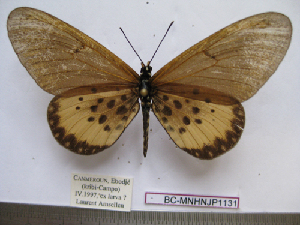  (Acraea camaena - BC-MNHNJP1131)  @11 [ ] Copyright (2010) Jacques Pierre Museum National d`Histoire Naturelle, Paris