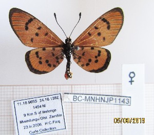  (Acraea mansya - BC-MNHNJP1143)  @11 [ ] CreativeCommons - Attribution (2015) Dominique Bernaud Muséum national d'Histoire Naturelle, Paris