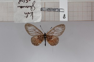  (Acraea penelope - BC-MNHNJP1176)  @11 [ ] CreativeCommons - Attribution (2015) Dominique Bernaud Muséum national d'Histoire Naturelle, Paris