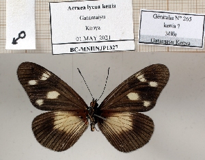  (Acraea lycoa kenia - BC-MNHNJP1327)  @11 [ ] Copyright (2022) Dominique BERNAUD Museum national d'Histoire naturelle
