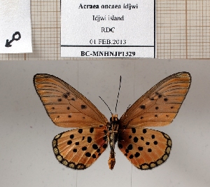  (Acraea oncaea idjwi - BC-MNHNJP1329)  @11 [ ] Copyright (2022) Dominique BERNAUD Museum national d'Histoire naturelle